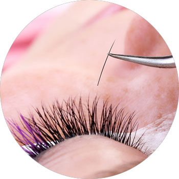 The Lymphatic System